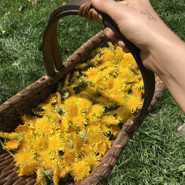 a basket full of dandelion flowers