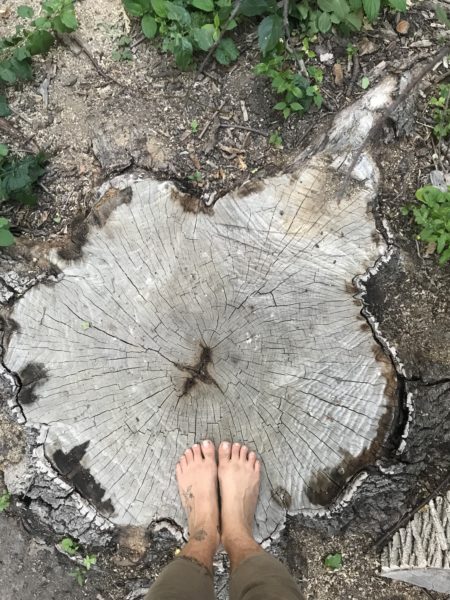 ancient tree