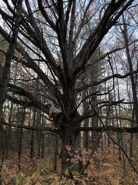 giant oak tree spirit 